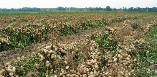 Maní Cultivo de Maní