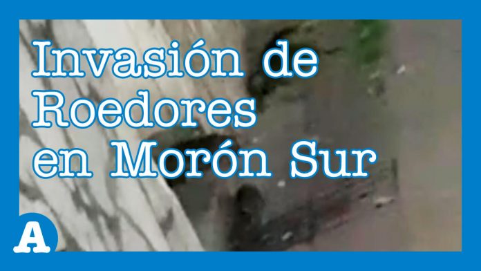 Morón: Invasión de Roedores