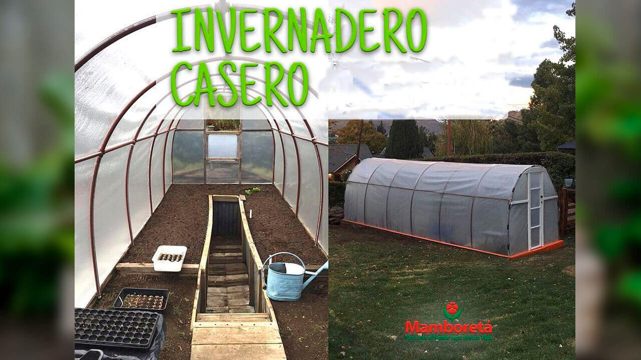 Desde Ituzaingó, Mamboretá te enseña a tener tu invernadero Indoor Diario Anticipos Desde Ituzaingó, Mamboretá te enseña a tener tu invernadero Indoor Diario Anticipos