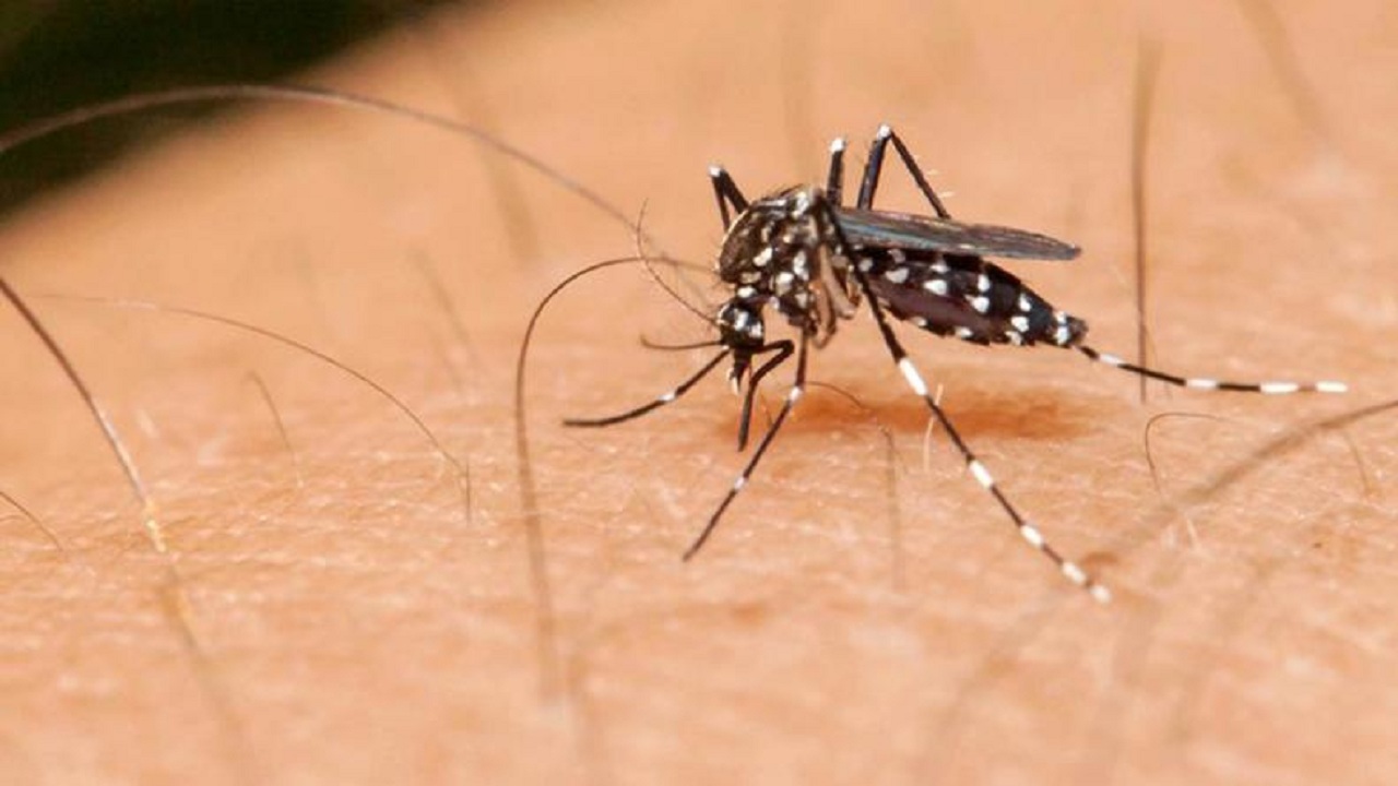 Dengue Récord histórico