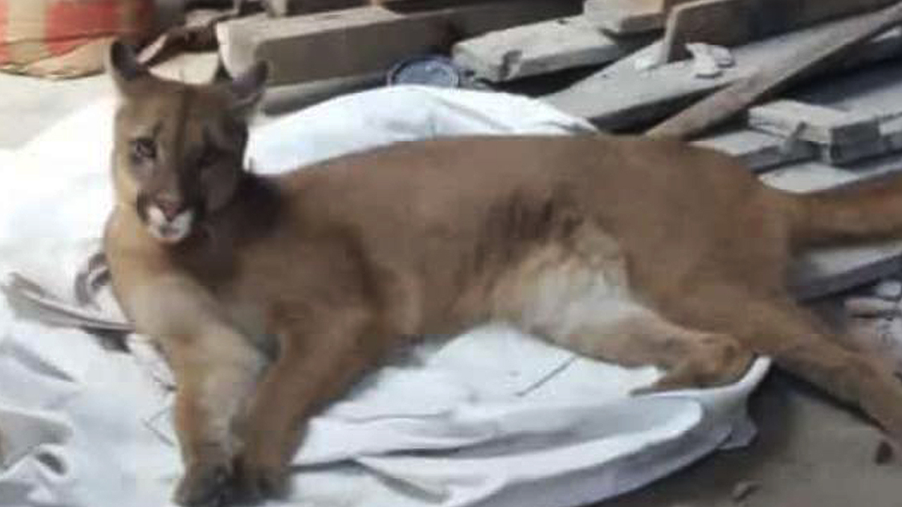 La Plata: Se robaron un bebé puma de la estación de crías