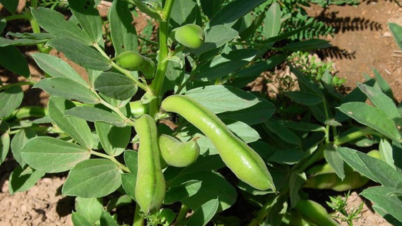 Huerta en casa