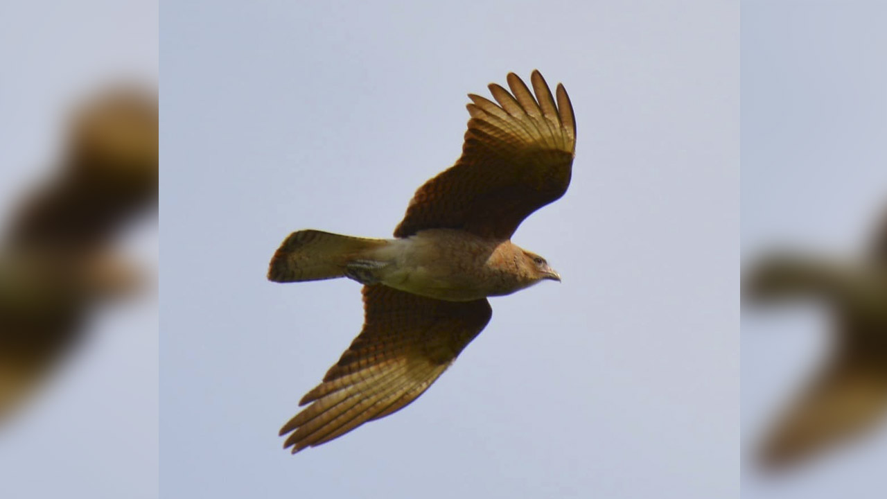 Primer relevamiento de