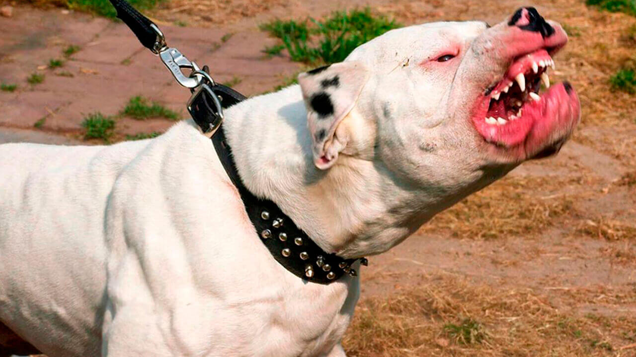 Hurlingham: Por el ataque de un perro, debieron darle 27 puntos