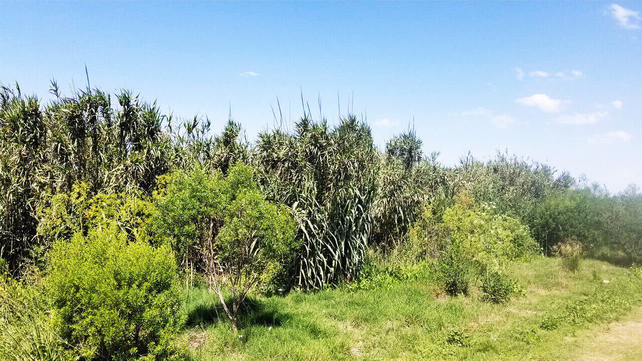 La Reserva Natural Urbana de El Palomar esta repleto de cañaverales