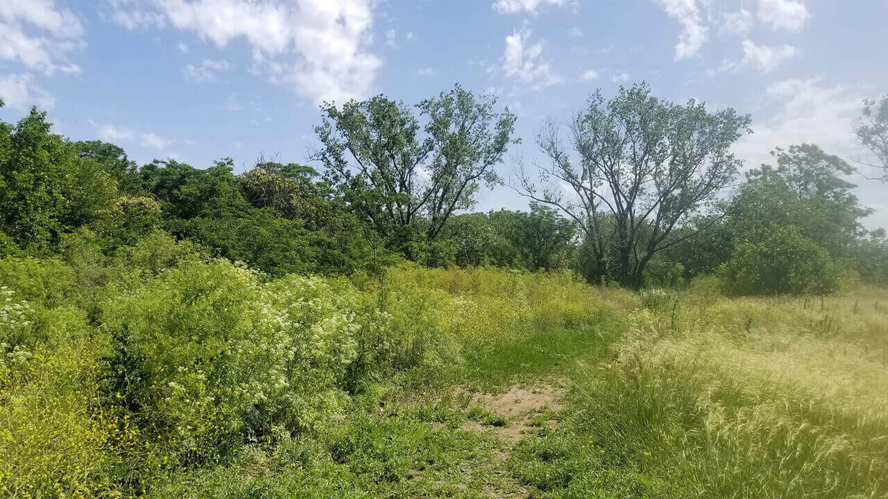 La Reserva Natural Urbana de El Palomar y sus árboles