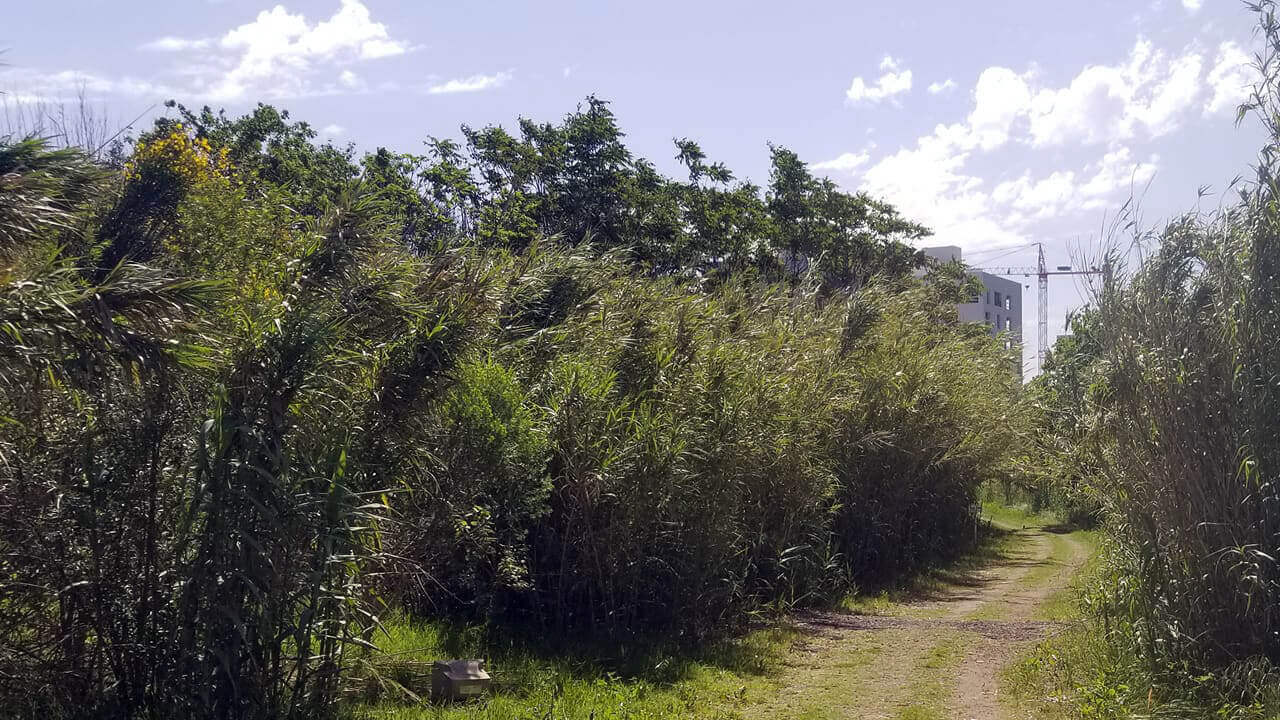 La Reserva Natural Urbana y al fondo las casas del PROCREAR El Palomar