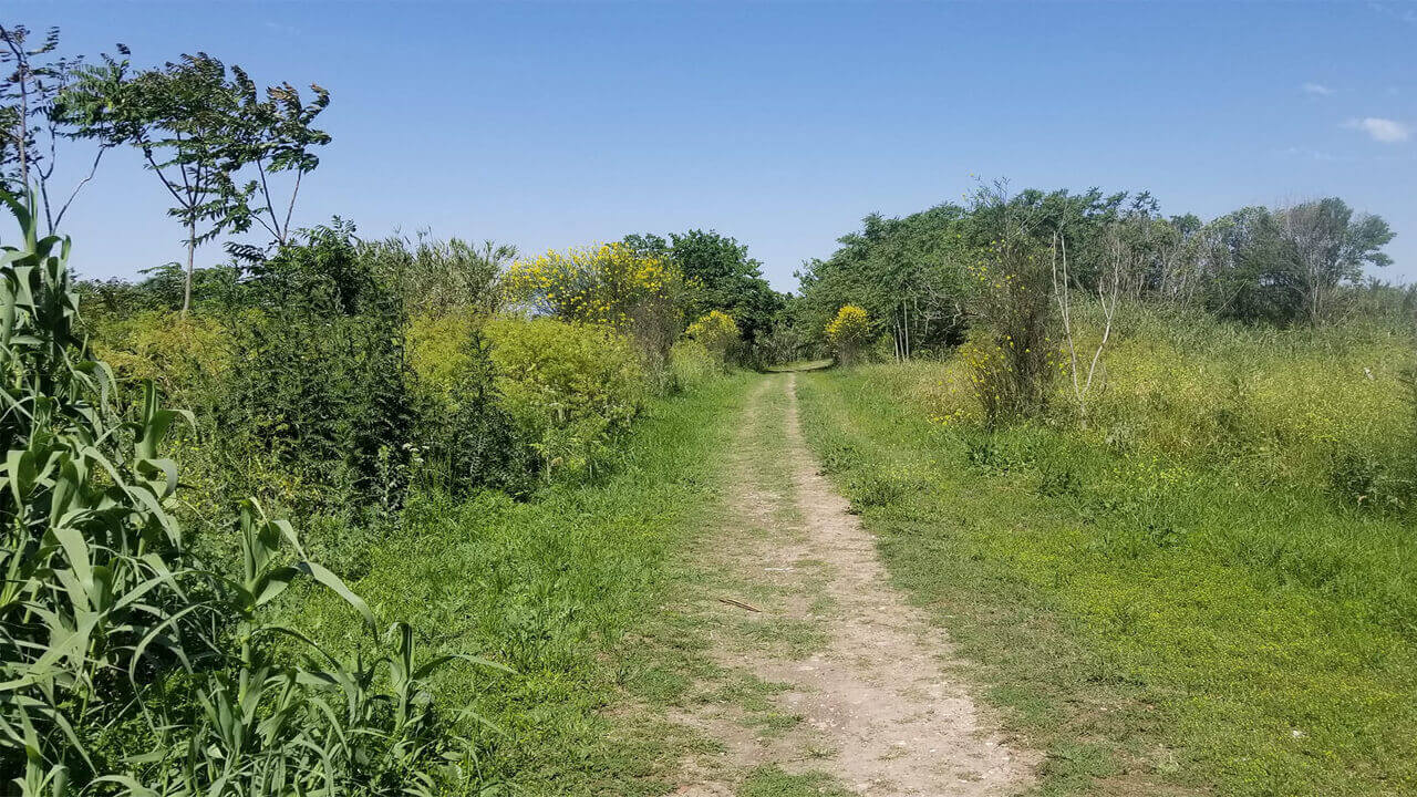 Los caminos se pierdan entre los árboles de la Reserva Natural Urbna de El Palomar
