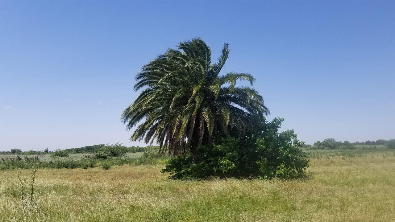 Sobre el horizonte asoma la arboleda en la Reserva Natural Urbana de El Palomar