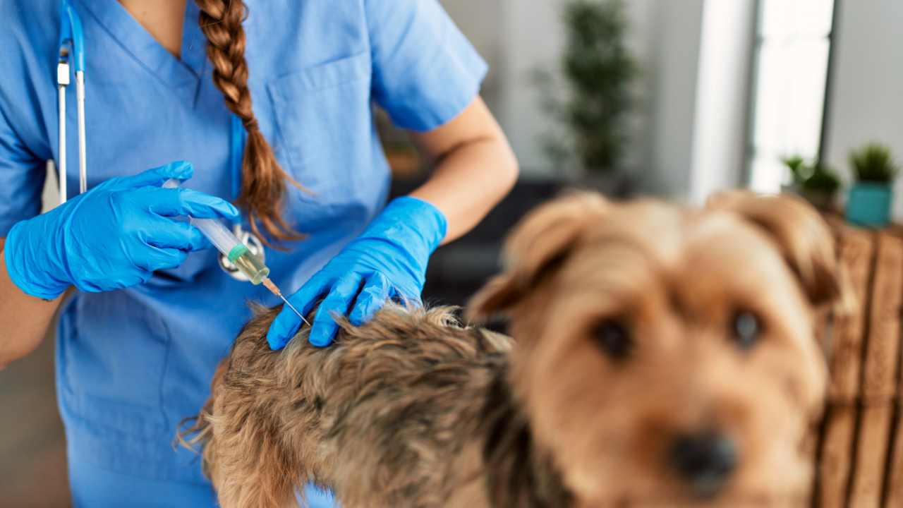 Veterinarios a domicilio