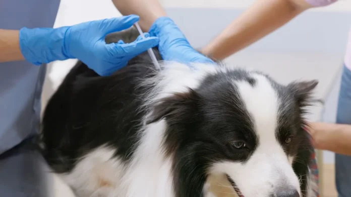 Vacunación-Antirrábica