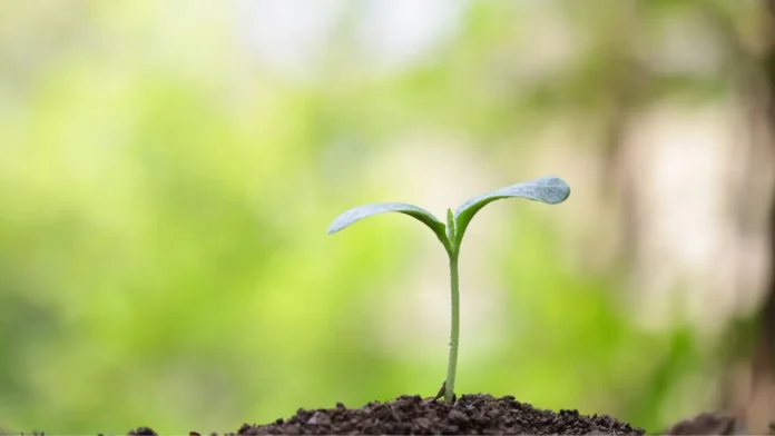 Autopista papa francisco