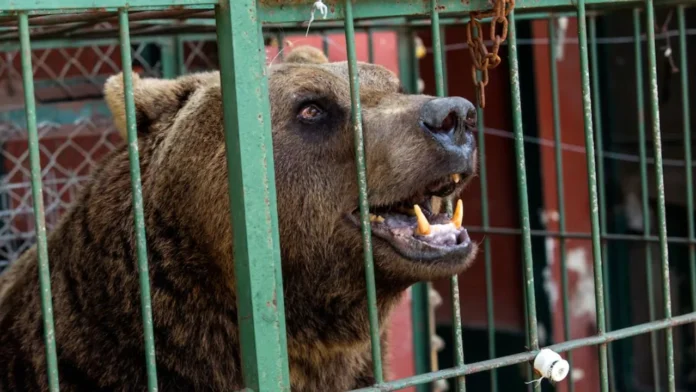 tigres, leones y osos del ex Zoo de Luján
