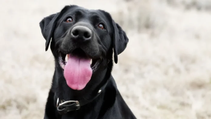Adoptar perros en hurlingham