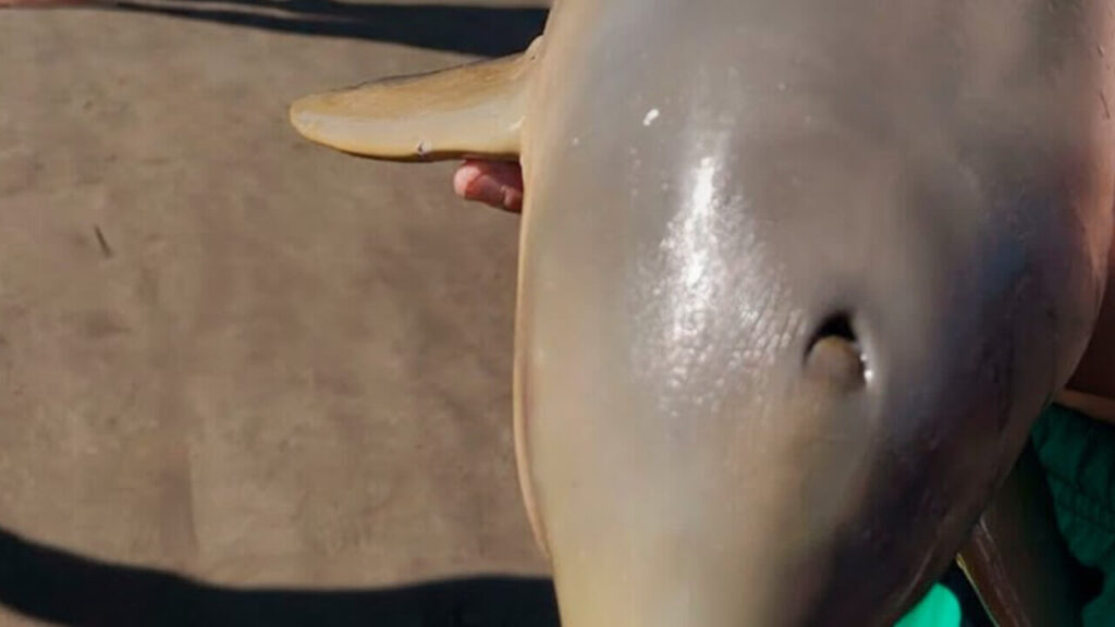 Delfín Franciscana que falleció en dos minutos, como todos los de su especie, al sacarlo del agua