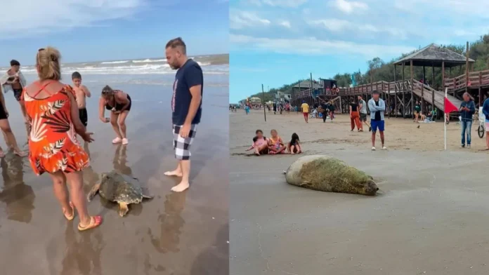 convivir con la fauna marina