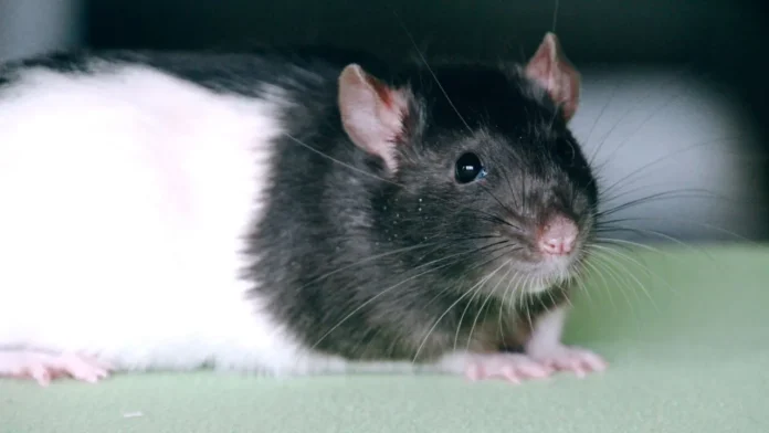 hantavirus en la provincia de buenos aires