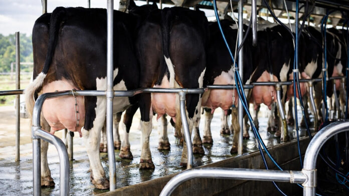 Alerta en el sector lácteo 37 impuestos y una carga fiscal del 42% ponen en jaque al tambo