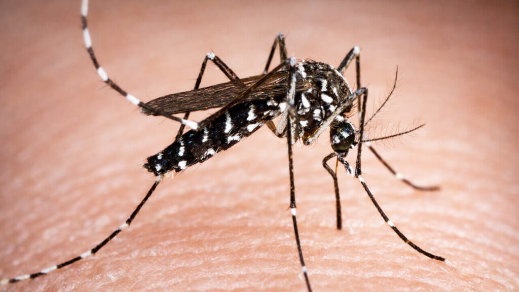 El mosquito Aedes aegypti en acción sobre la epidermis de un ser humano