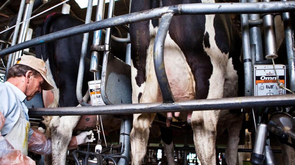 Productores tamberos trabajando o reunidos