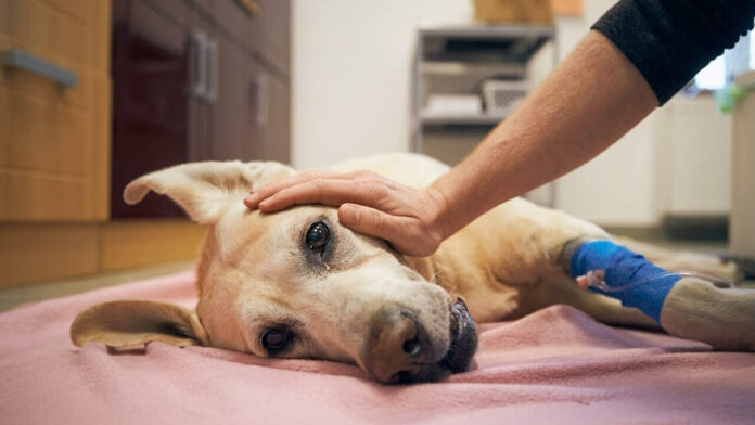 Alerta en Villa Tesei denuncian que están envenenando perros y gatos en varias cuadras del barrio