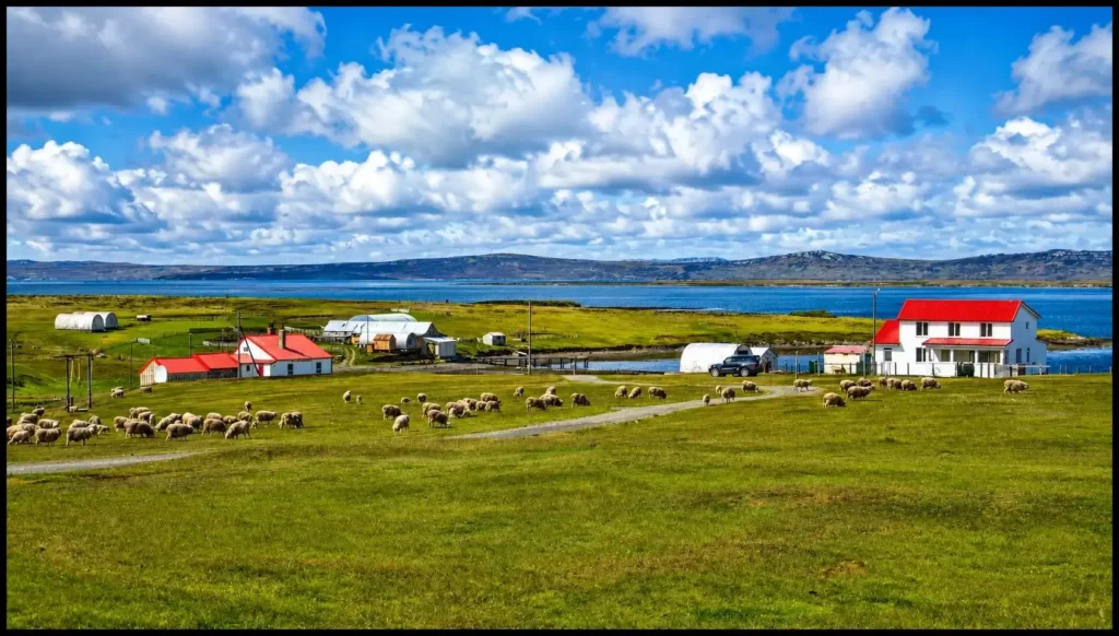 Una estancia ovina en las Islas Malvinas, donde la cría de ovejas y la producción de lana marcaron el desarrollo económico del archipiélago durante más de un siglo. La actividad ganadera sigue siendo uno de los recursos tradicionales de las islas, junto con la pesca, el turismo y el potencial petrolero.