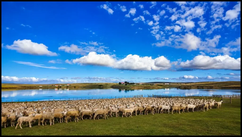 Un rebaño de ovejas en las Islas Malvinas, donde la producción ovina y la exportación de lana fueron durante más de un siglo la principal actividad económica del archipiélago. Aunque hoy la pesca domina los ingresos, la ganadería continúa siendo un sector estratégico de la economía local.