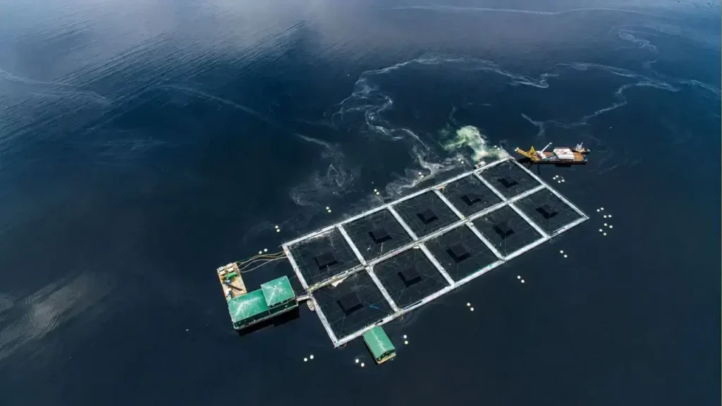 Una salmonera vista desde arriba. La mortandad masiva de salmones en criaderos contamina el estrecho de Clayoquot, en la Columbia Británica, actualmene. El estrecho de Clayoquot se encuentra en la costa occidental de la isla de Vancouver, en la provincia canadiense de Columbia Británica, sobre el océano Pacífico y cerca de la localidad de Tofino.