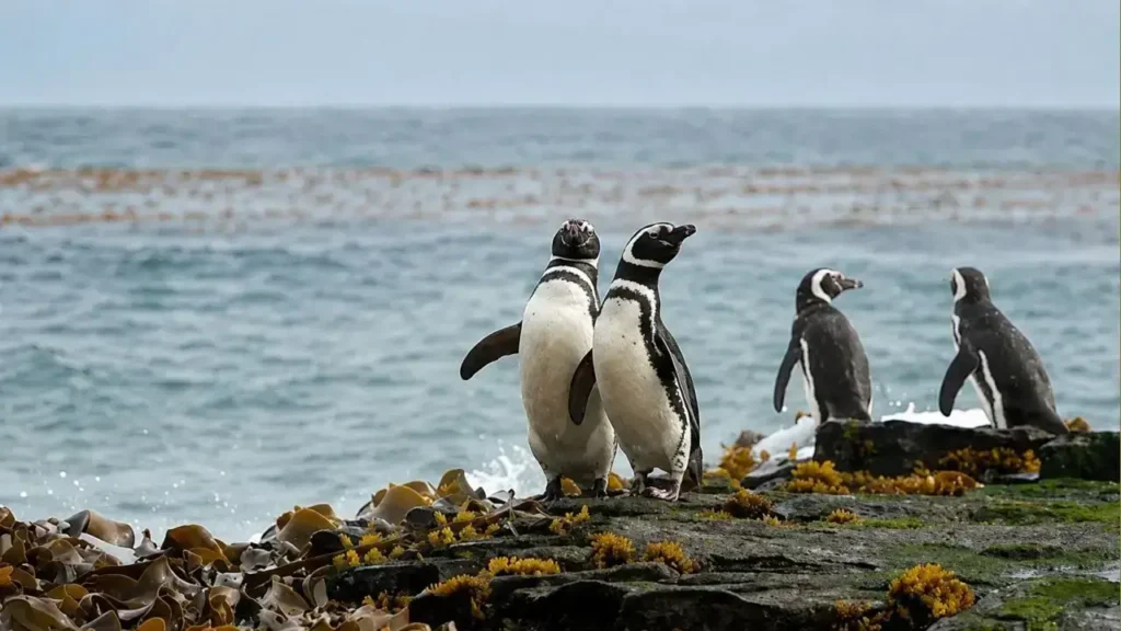Las organizaciones ambientalistas temen que los residuos orgánicos producidos por miles de salmones encerrados en jaulas marinas terminen alterando los bosques de algas, las zonas de reproducción del calamar y el hábitat de numerosas especies.