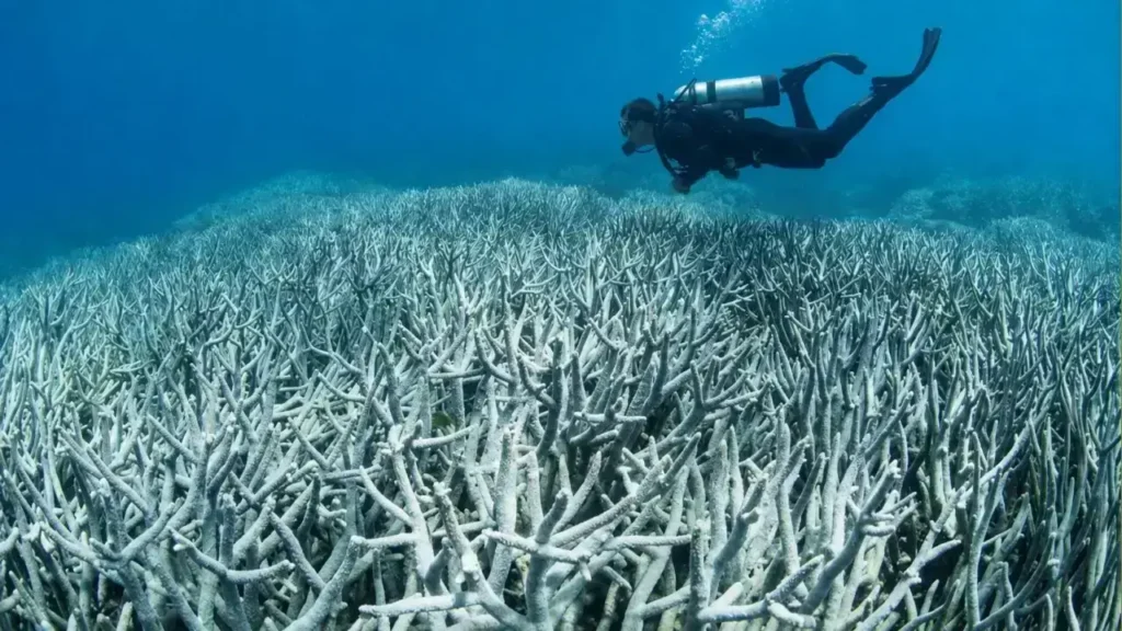 La Gran Barrera de Coral de Oceanía fue declarada Patrimonio de la Humanidad.