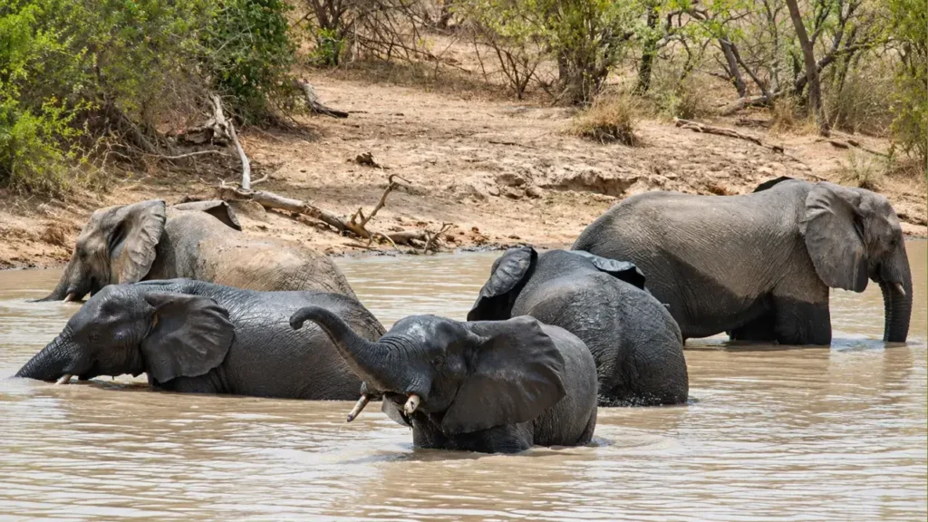 En el noroeste del país, Pendjari protege elefantes y otros mamíferos dentro de un corredor de conservación que atraviesa Benín, Burkina Faso y Níger. Man and the Biosphere Programme (MAB)